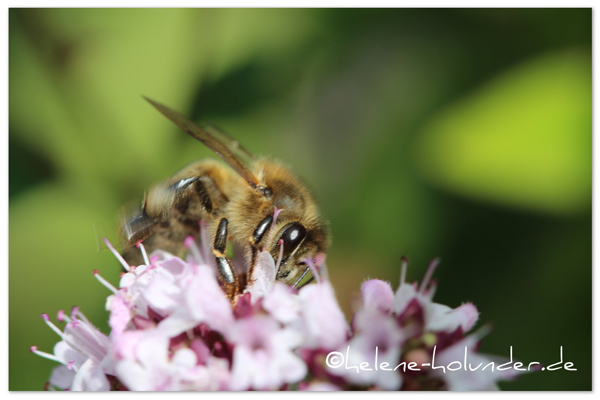 Biene auf Oreganoblüte, Helene Holunder 